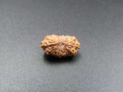 17 Mukhi Rudraksha