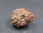 17 Mukhi Rudraksha