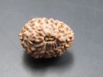 17 Mukhi Rudraksha