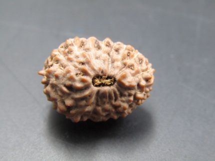 17 Mukhi Rudraksha