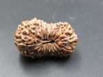 17 Mukhi Rudraksha