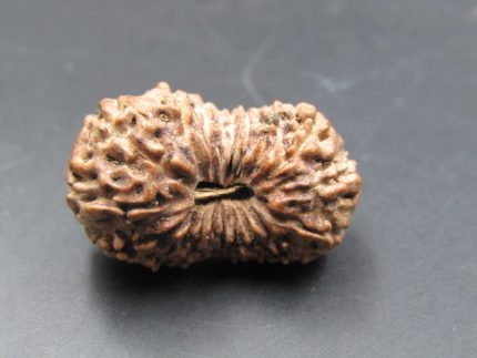 17 Mukhi Rudraksha