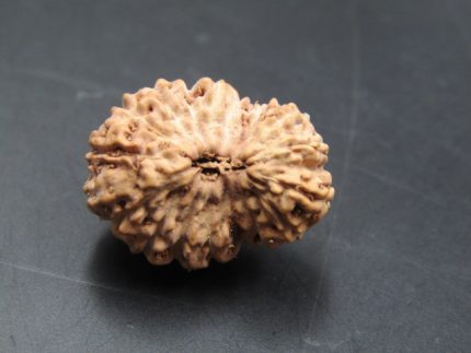 17 Mukhi Rudraksha