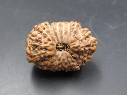 17 Mukhi Rudraksha