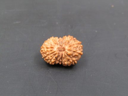 17 Mukhi Rudraksha