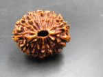 17 Mukhi Rudraksha