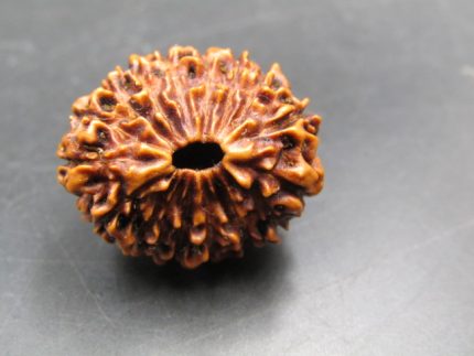 17 Mukhi Rudraksha