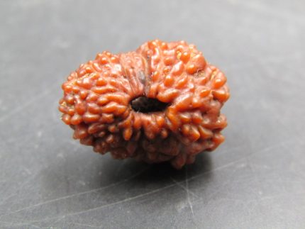 17 Mukhi Rudraksha