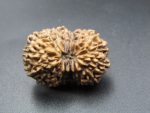 17 Mukhi Rudraksha