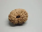 17 Mukhi lab Rudraksha