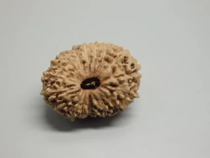 17 Mukhi lab Rudraksha