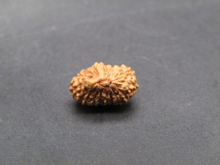 17 Mukhi lab Rudraksha