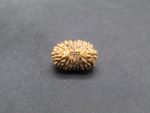 17 Mukhi lab Rudraksha