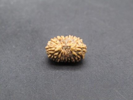 17 Mukhi lab Rudraksha