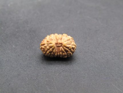 17 Mukhi lab Rudraksha