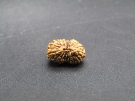 17 Mukhi lab Rudraksha