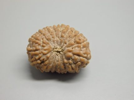 17 Mukhi lab Rudraksha