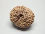 17 Mukhi lab Rudraksha