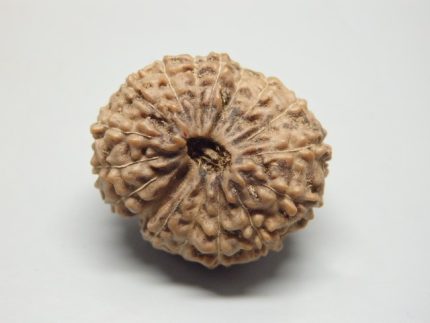 17 Mukhi lab Rudraksha