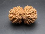 17 Mukhi lab Rudraksha