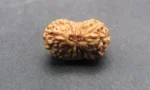 17 Mukhi lab Rudraksha