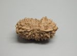 17 Mukhi lab Rudraksha
