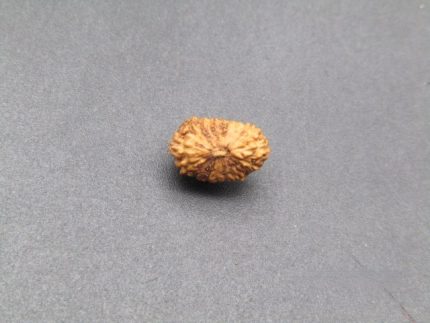 17 Mukhi lab Rudraksha