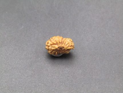 17 Mukhi lab Rudraksha