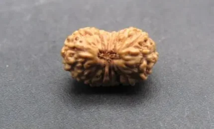 17 Mukhi lab Rudraksha