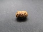 17 Mukhi lab Rudraksha