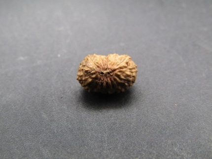 17 Mukhi lab Rudraksha