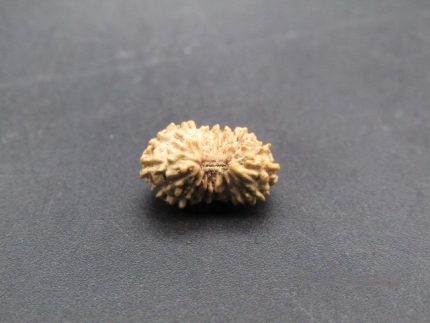 17 Mukhi lab Rudraksha