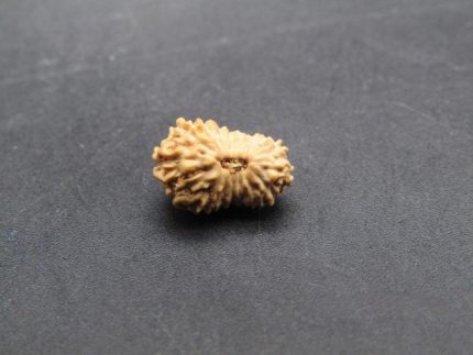17 Mukhi lab Rudraksha