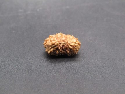 17 Mukhi lab Rudraksha