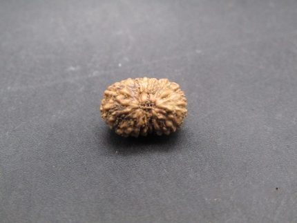 17 Mukhi lab Rudraksha