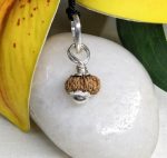 17 Mukhi Rudraksha