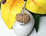 17 Mukhi Rudraksha