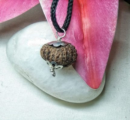 Seventeen Mukhi Java Indonesia