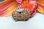 17 Mukhi Gaurishankar Rudraksha