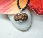 17 Mukhi Java Indonesia