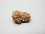 18 Mukhi Rudraksha