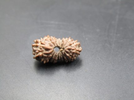 18 Mukhi Rudraksha