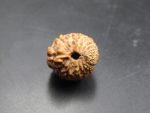 18 Mukhi Rudraksha