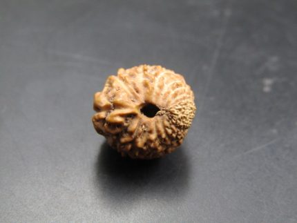 18 Mukhi Rudraksha