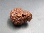 18 Mukhi Rudraksha