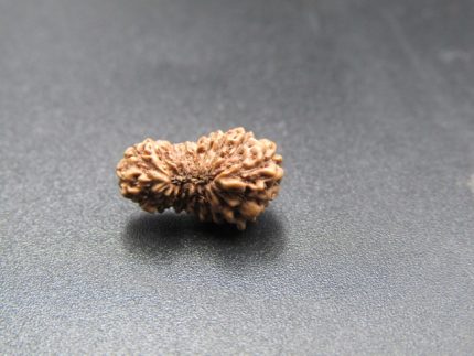 18 Mukhi Rudraksha