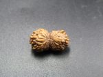 18 Mukhi Rudraksha