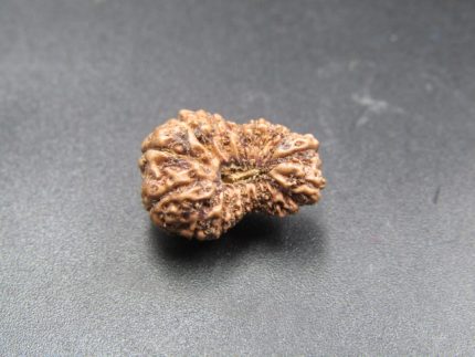 18 Mukhi Rudraksha
