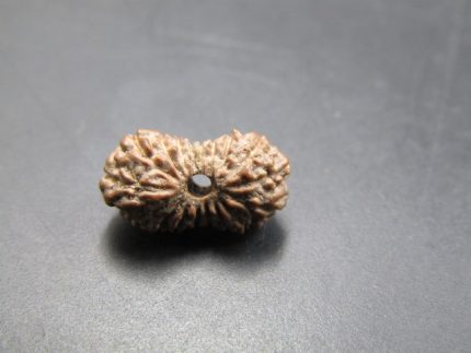 18 Mukhi Rudraksha