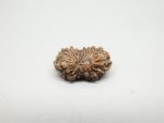 18 Mukhi Rudraksha